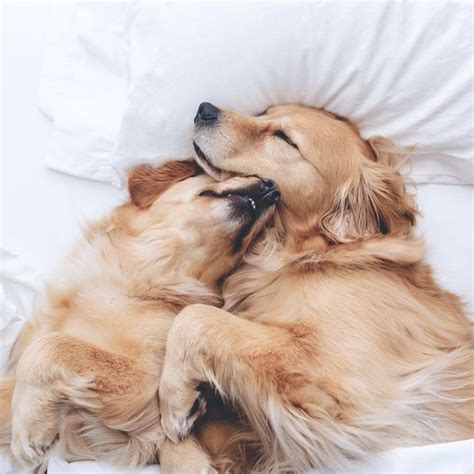 The Most Adorable Snuggling Sisters Bored Panda Cute Dogs Cute