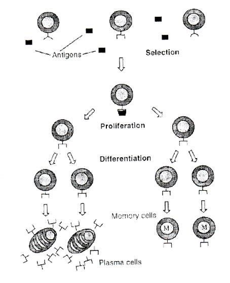 Clonal Selection Process Download Scientific Diagram