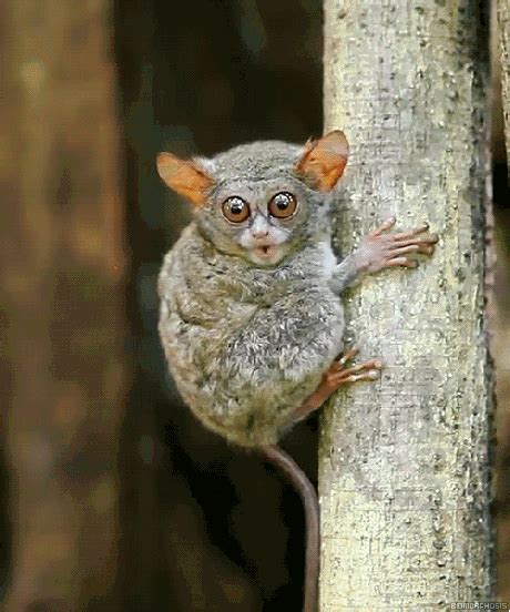 Species Tarsier  Find And Share On Giphy