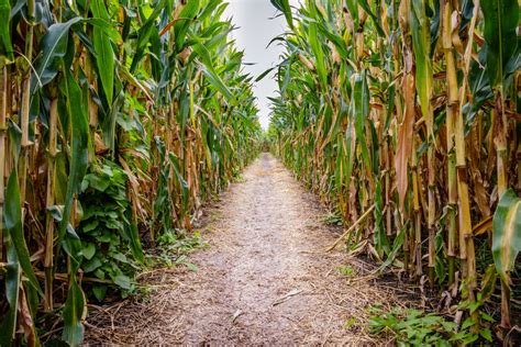 Midwestern Corn Mazes In Chicago To Visit This October Urbanmatter