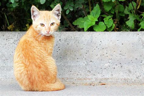 Mange In Cats Causes Symptoms Treatment And Prevention
