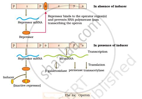 Describe How The Lac Operon Operates Both In The Presence And Absence