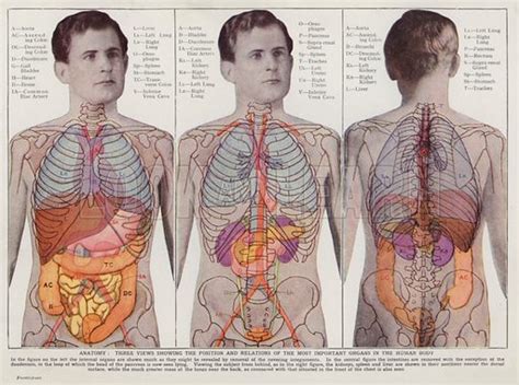 Position And Relations Of The Most Important Organs In The Stock