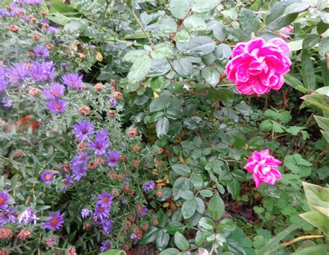 October 11 2018 Purple Asters And Pink Double Knockout Rose Double