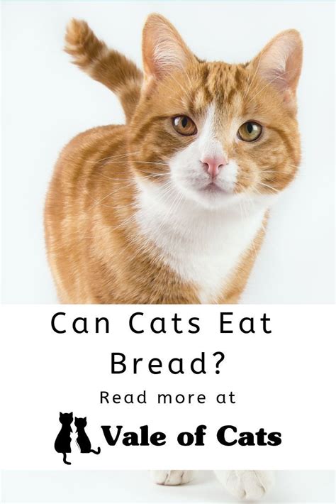 Can Cats Eat Bread Cats Smelling Small Cat Breeds Cat Breeds