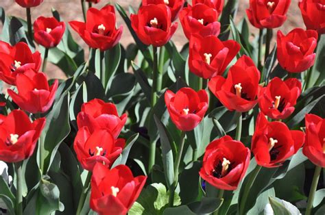 Free Images Blossom Field Flower Petal Bloom Floral Tulip Red