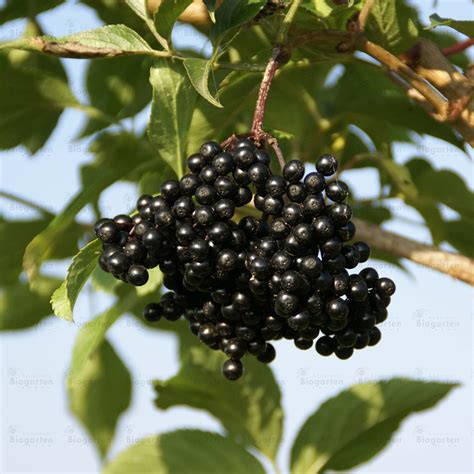 Fruchtstand schwarzer holunder (sambucus nigra). Schwarzer Holunder