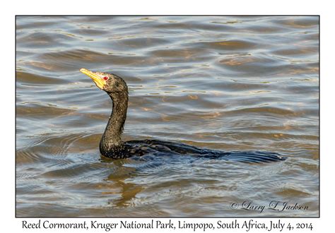 Kruger National Park Limpopo Slideshow Underwater And Land