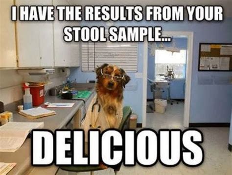 Funny Best Dog Poop Meme Image Quotesbae