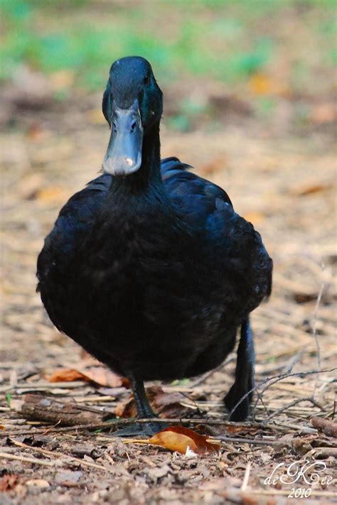 If you want to raise ducks for meat then you would need to decide on the number of ducklings you will need to buy for. The Backyard Barnyard: Breed Spotlight - Cayuga Duck