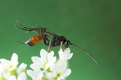 Ichneumon Wasps For Moth Control Plantura