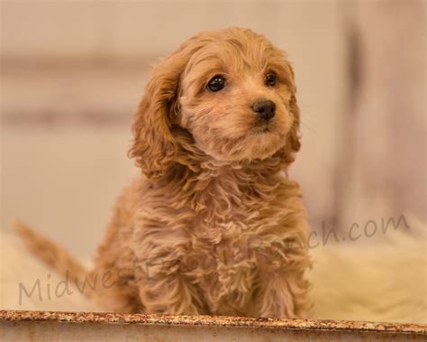 Health tested parents and a two year genetic health guarantee. Cockapoo Puppies For Sale | Denver, CO #311983 | Petzlover