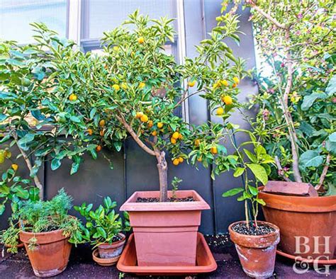 Your Guide To Growing Fruits In Your Garden Better Homes And Gardens