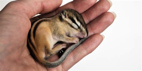 21 Photos Of Baby Animals That Literally Fit In The Palm