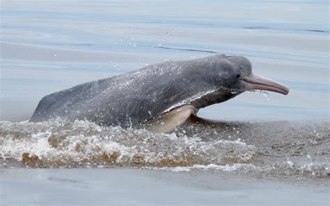 Bolivia Presents The Conservation Plan For The Pink River Dolphin Wwf