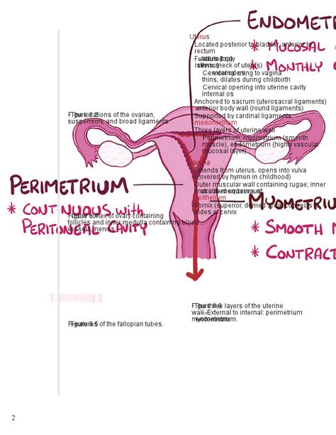 Menstrual Cycle Osmosis
