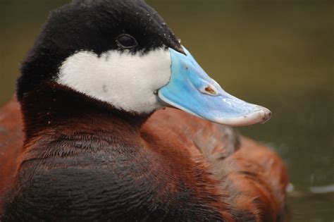 Blue Billed Duck Taken With A Nikon D50 W Sigma Apo 75 30 Jeffrey