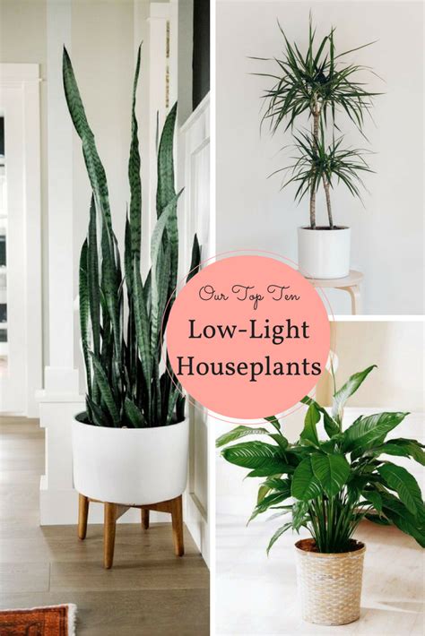 10 Houseplants That Dont Need Sunlight Tips And Inspiration Leedy