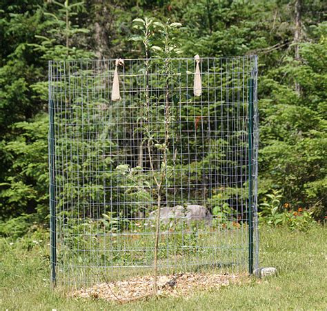 They'll be able to browse off some of the side branches most of the fruit trees are in the side yard that just has deer netting up and not permanent fencing. How To Keep Deer From Eating Your Young Apple Trees