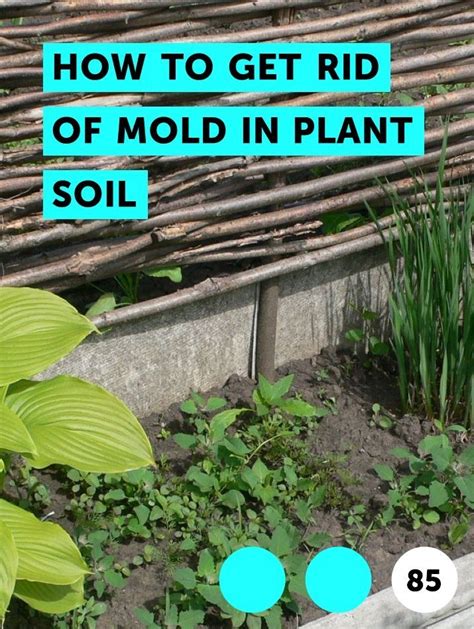 Garden soil testing is an important, but often overlooked task by beginners. 8 Images How To Get Rid Of Mold In Garden Soil And View ...