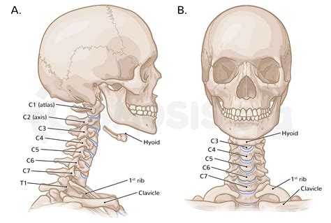 Neck Bone Diagram
