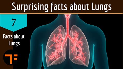 Surprising Facts About Lungs Stop Breathing Brain Controls The