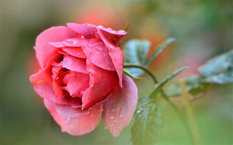 Free Photo Fresh Rose Blooming Flower Fragrance Free Download