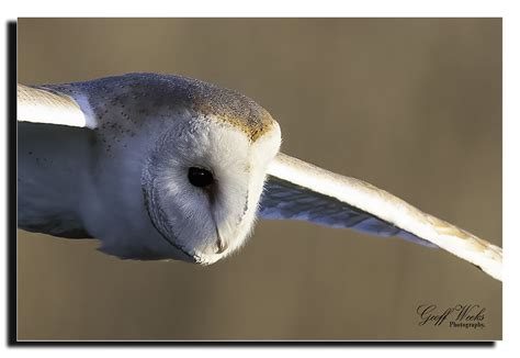 Barn Owls Flickr