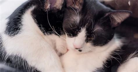 Cat Cuddling Imgur