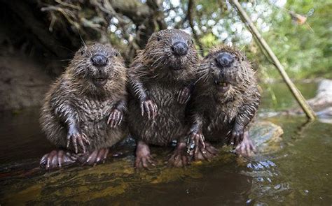 10 Best Bæver Images On Pinterest Animal Kingdom Beavers And Animal