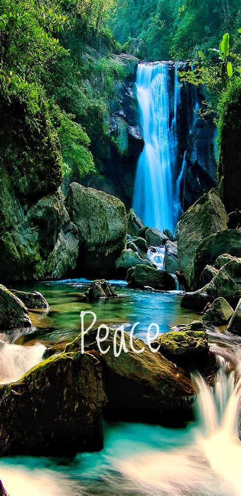 720p Free Download Peace Forest Full Natural Nature Relax