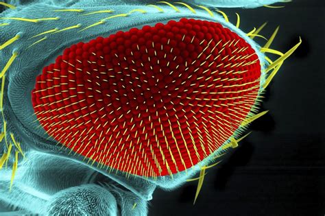 Sleep Tight Fruit Fly New Gene Identified Electron Microscope