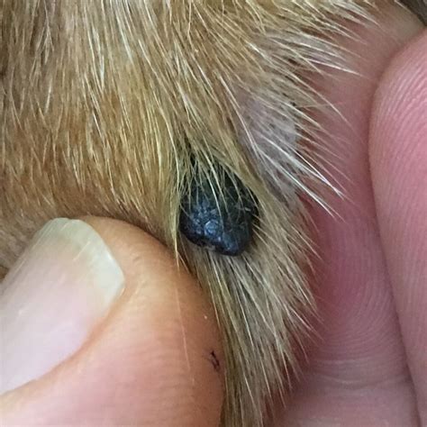 What Dog Skin Cancer Looks Like Signs Pics Walkerville Vet
