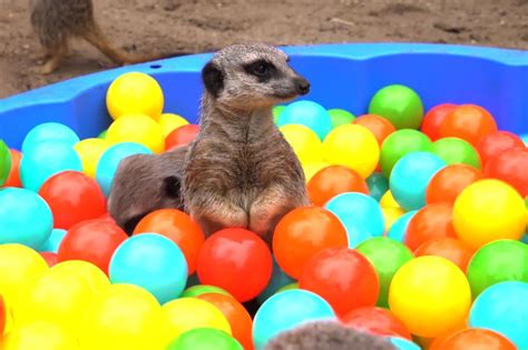 Adorable Meerkats Play In A Ball Pit At A Zoo In England