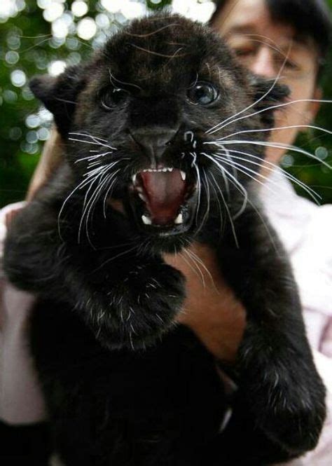 24 Baby Panthers Ideas Baby Panther Baby Animals Cute Animals