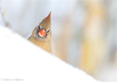 Female Northern Cardinal After The Snowfall Staten Islan Flickr