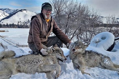 Wolves Hunting Deer : Wolf Pack Hunting - YouTube - Последние твиты от