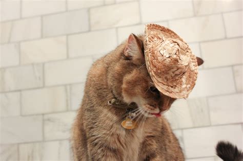 Straw Cowboy Cat Hat Dog Hat W Free Shipping Etsy