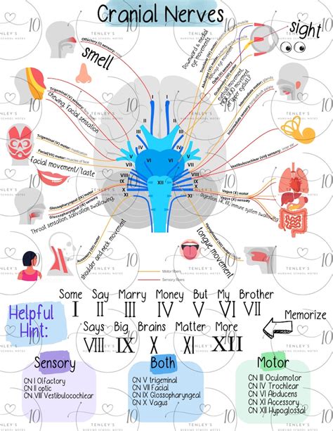 Nursing School Cranial Nerves Cheat Sheet Etsy