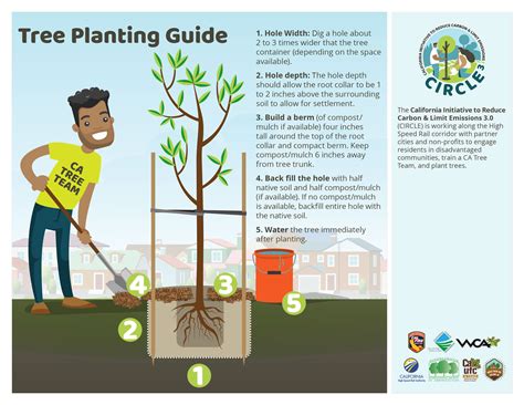 Tree care guide and tips | Invest From the Ground Up