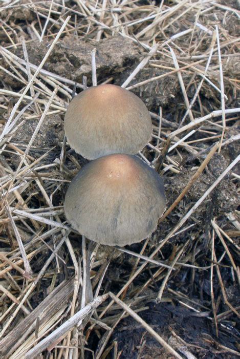 Psychedelic Mushrooms Alabama All Mushroom Info