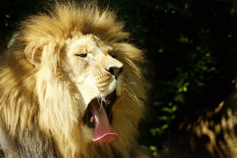 Lion Yawning Free Stock Photo Public Domain Pictures
