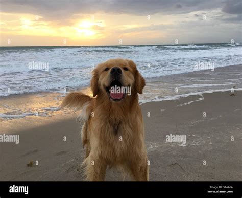 Happy Golden Retriever Dog On Beach Stock Photo Alamy