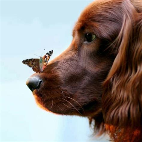 Butterfly On A Dogs Nose Beautiful Dogs Pet Dogs Irish Setter