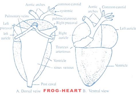 Frog Dissection Heart