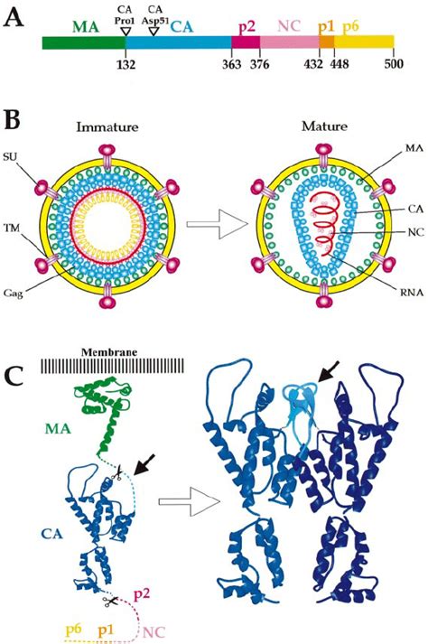 Structure And Maturation Of The Hiv Virion A Domain Structure Of