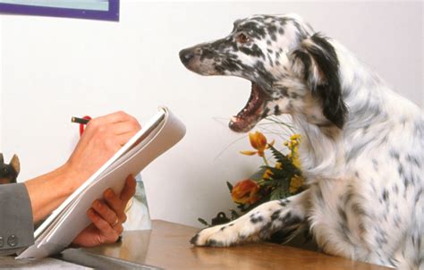 Tierheilpraxis Für Tierpsychologie Und Tierkommunikation