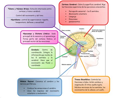 Mapa Mental De Sistema Nervioso Central Y Periferico Png Boni Images