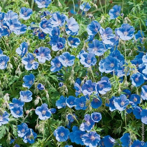 Géranium Vivace Johnsons Blue Geranium Vivace Vivaces Fleurs