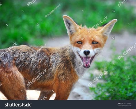 32609 Smile Fox Images Stock Photos And Vectors Shutterstock